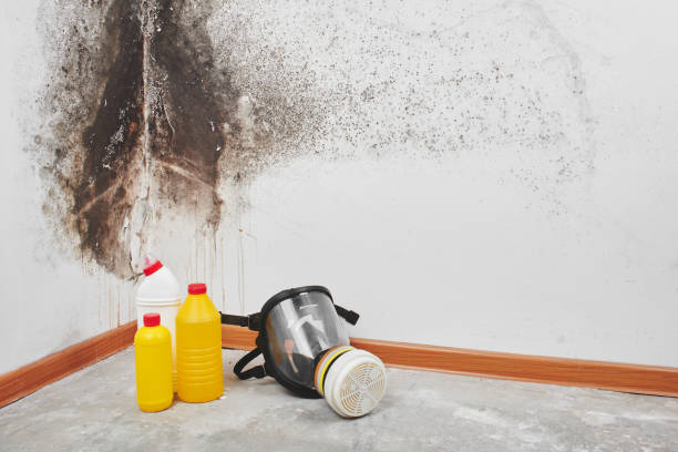 Best Industrial Mold Remediation in Liberty, TX