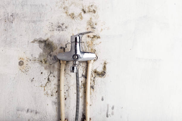 Best Insurance-Related Mold Remediation in Liberty, TX