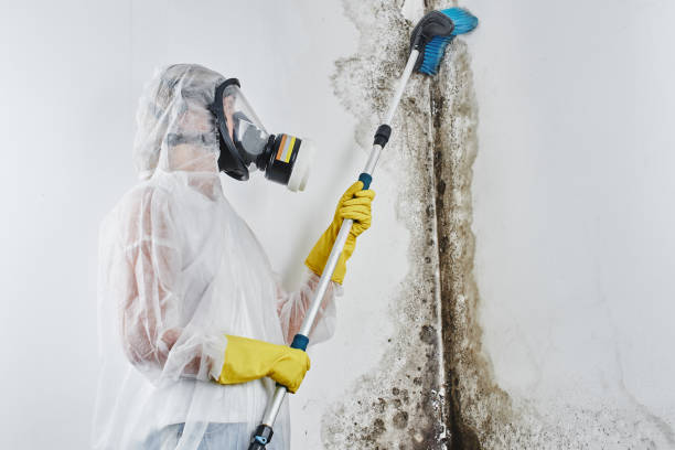 Reliable Liberty, TX Mold Remediation Solutions
