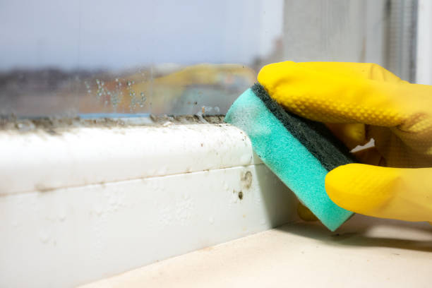 Best Commercial Mold Remediation in Liberty, TX