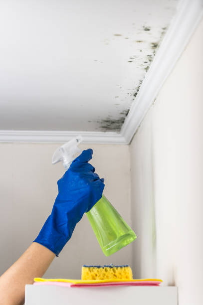Best Preventive Mold Services in Liberty, TX